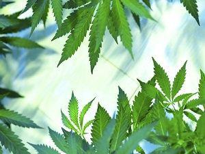 marijuana, decriminalization, Lake County drug crime defense lawyer